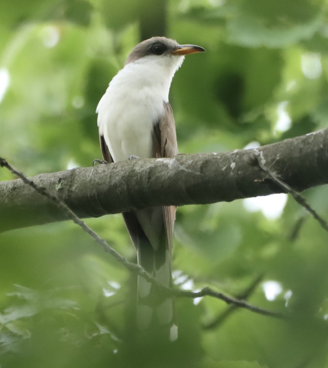 Yellow-billed Cuckoo - ML619702820