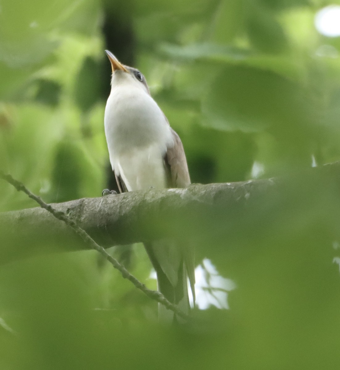 Yellow-billed Cuckoo - ML619702821