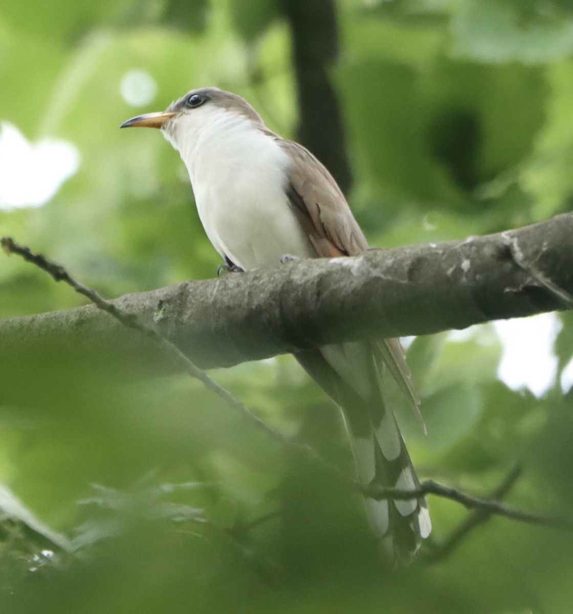 Yellow-billed Cuckoo - ML619702822