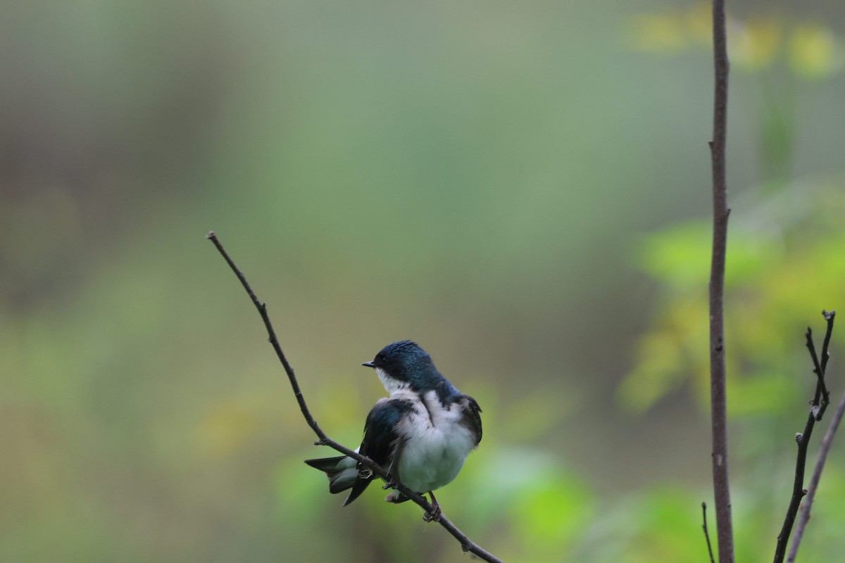 Tree Swallow - ML619702826