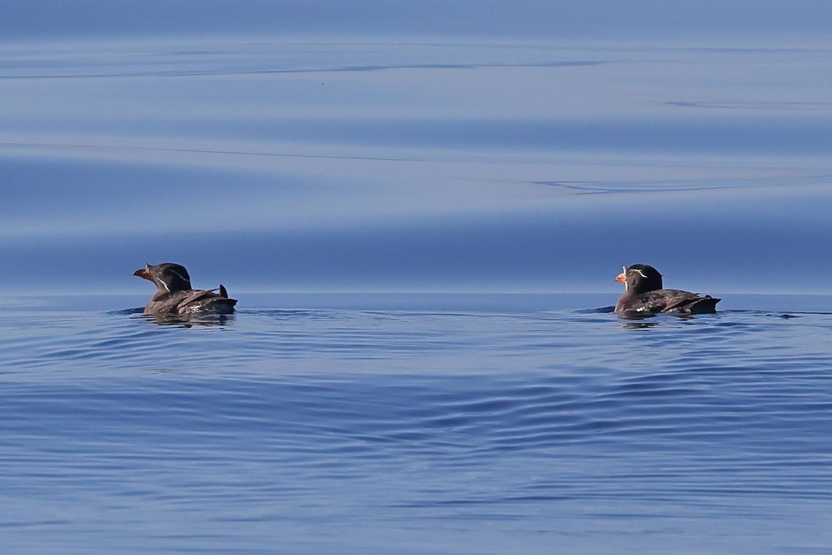 Rhinoceros Auklet - ML619702856