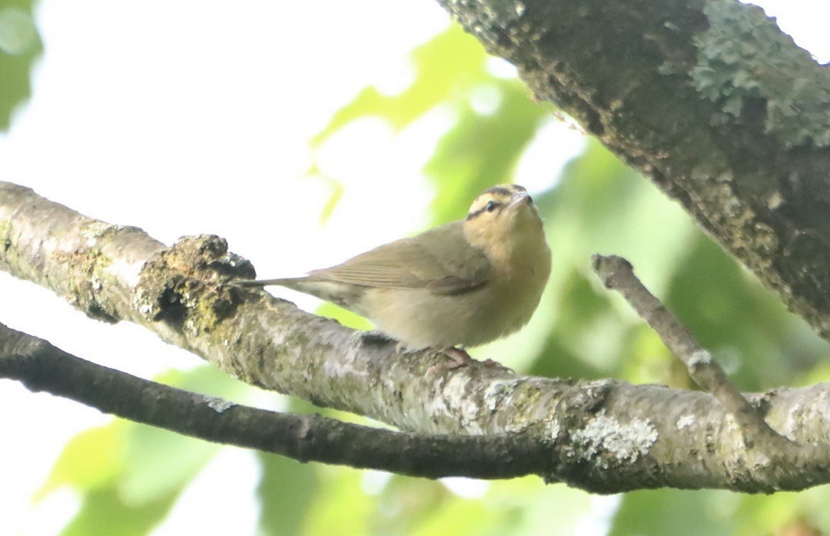 Worm-eating Warbler - ML619702865