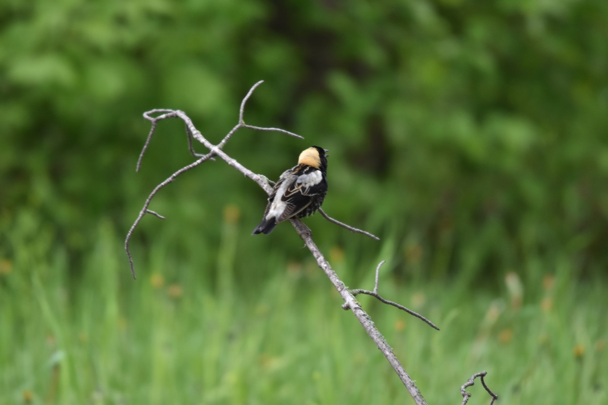 bobolink - ML619702867