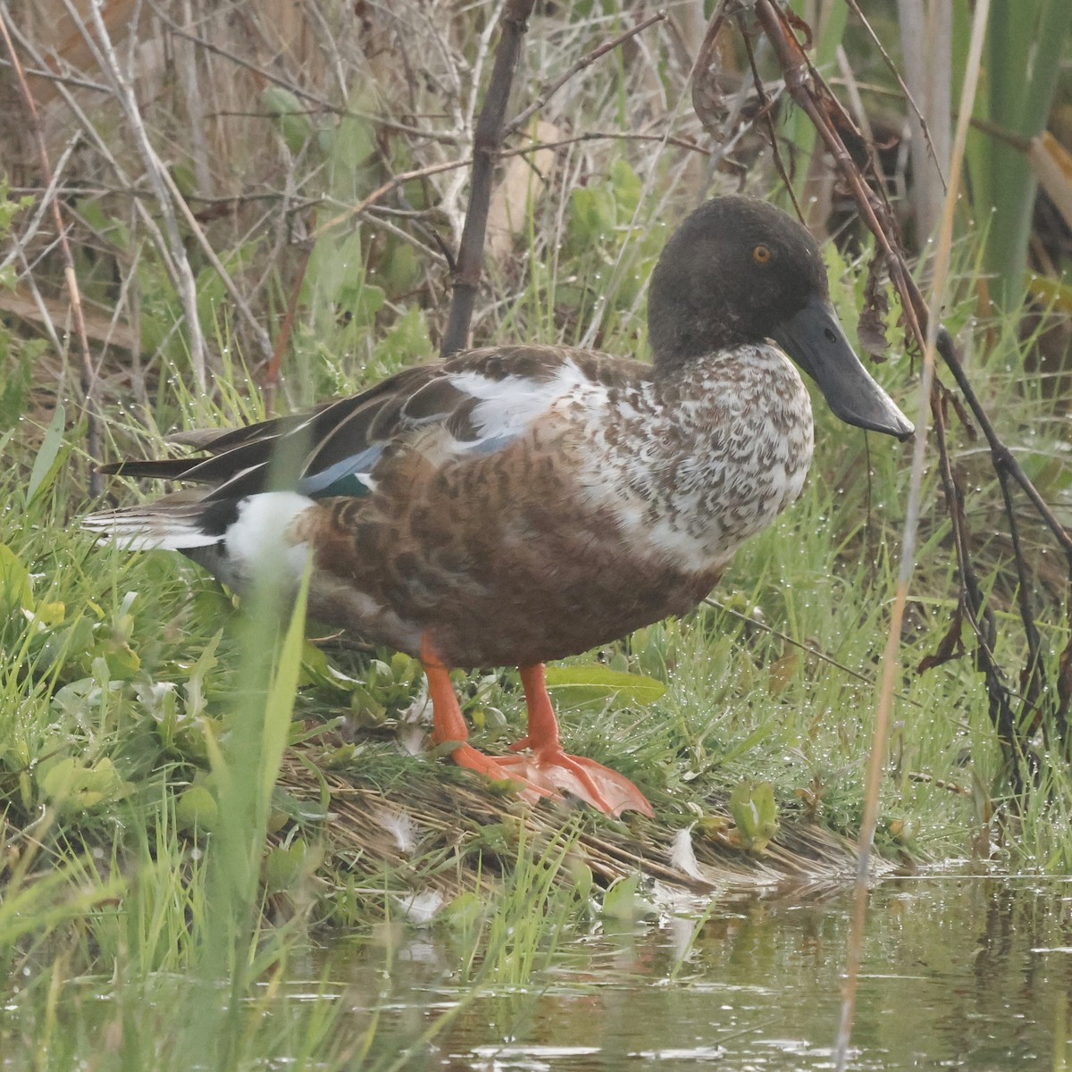 Northern Shoveler - ML619702872