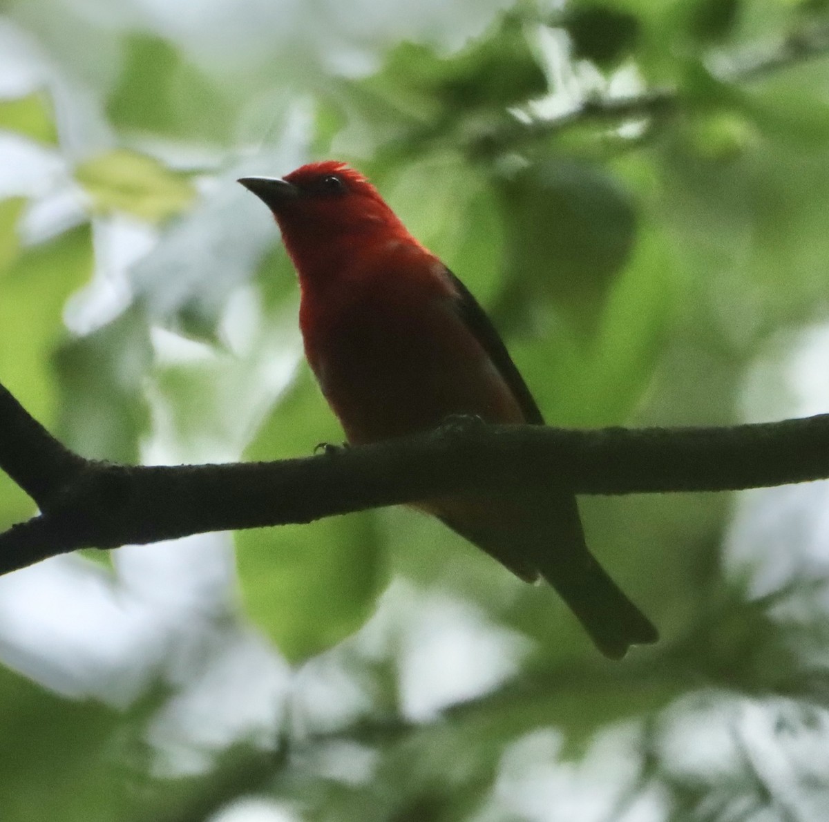 Scarlet Tanager - ML619702887