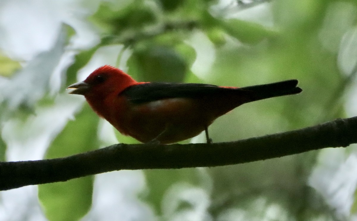 Scarlet Tanager - ML619702888