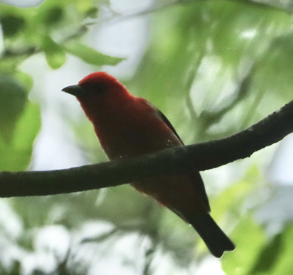 Scarlet Tanager - ML619702889
