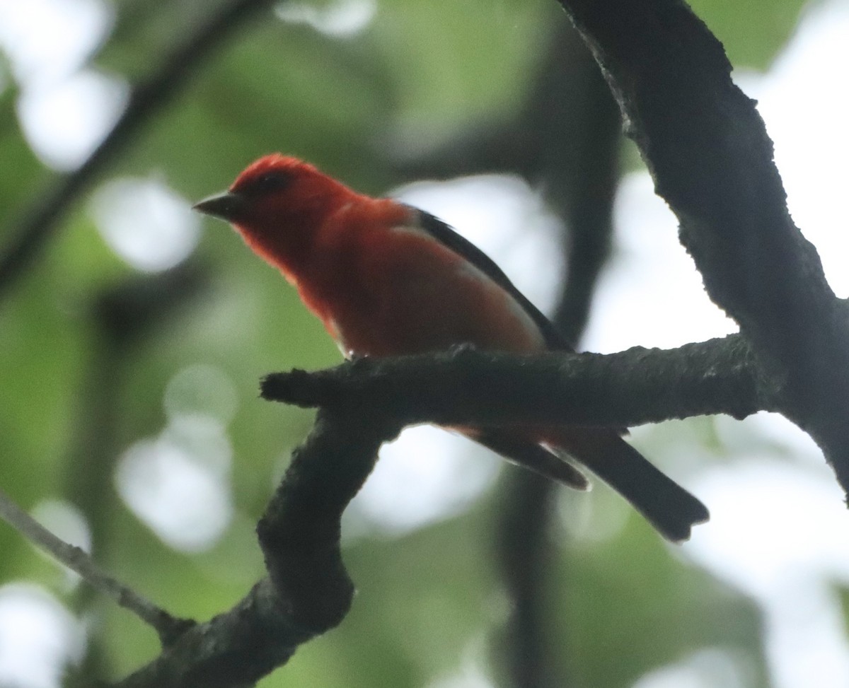 Scarlet Tanager - ML619702890