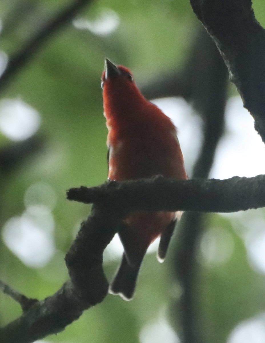 Scarlet Tanager - ML619702891