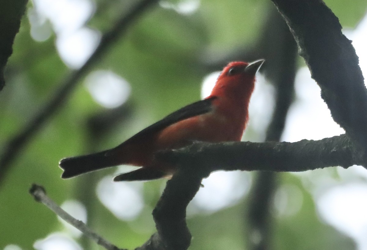 Scarlet Tanager - ML619702892