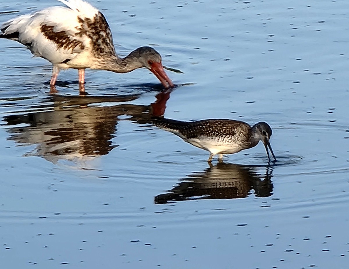 Greater Yellowlegs - ML619702894