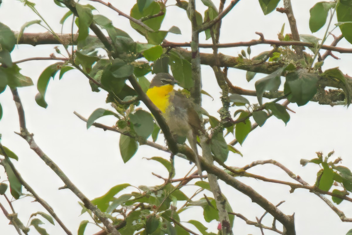 Yellow-breasted Chat - ML619702902