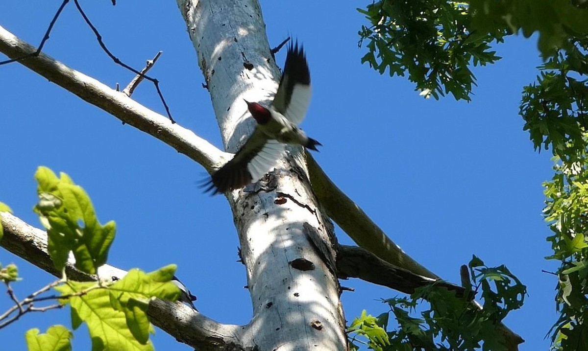 Red-headed Woodpecker - ML619702910
