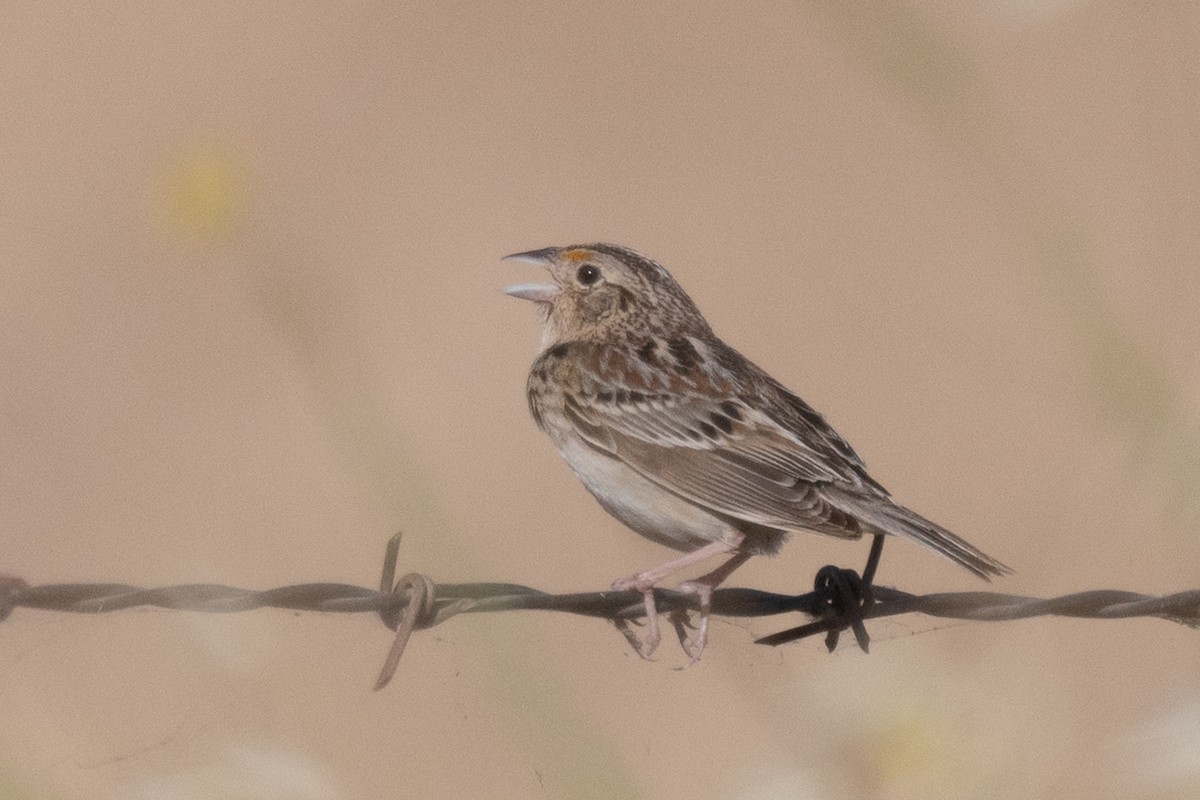 Grasshopper Sparrow - ML619702924