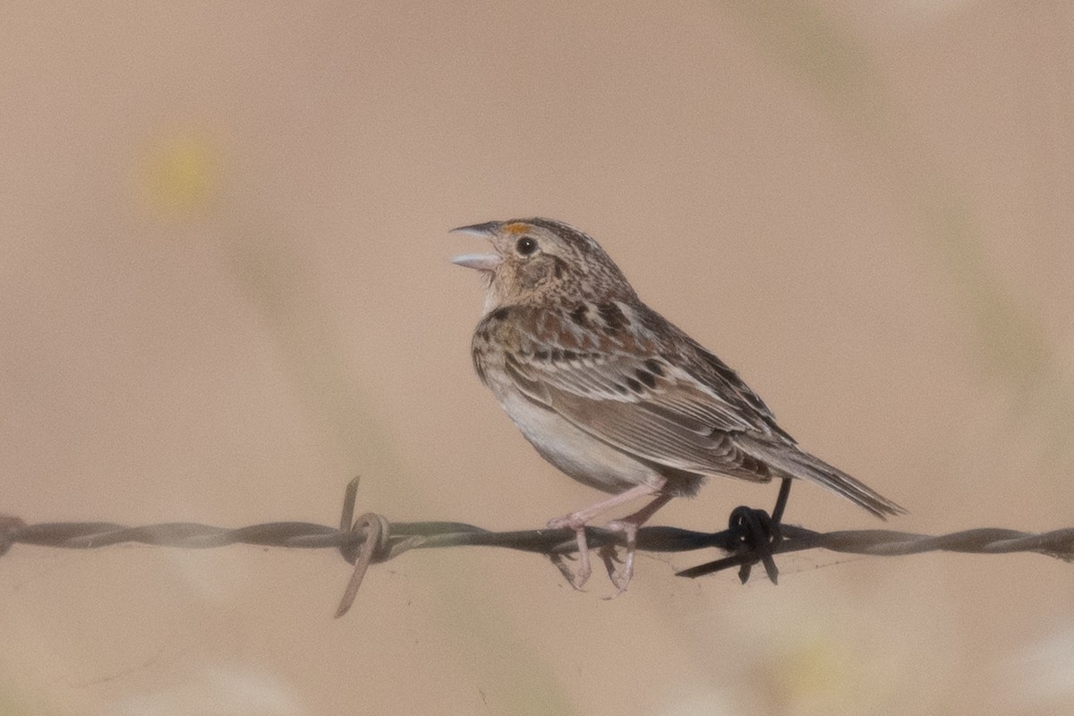 Chingolo Saltamontes - ML619702924