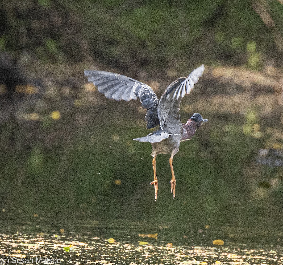 Green Heron - ML619702930