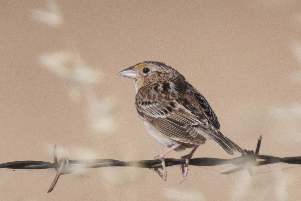 Grasshopper Sparrow - ML619702939