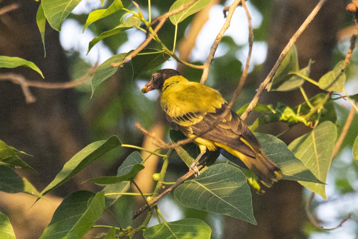 Black-hooded Oriole - ML619702965