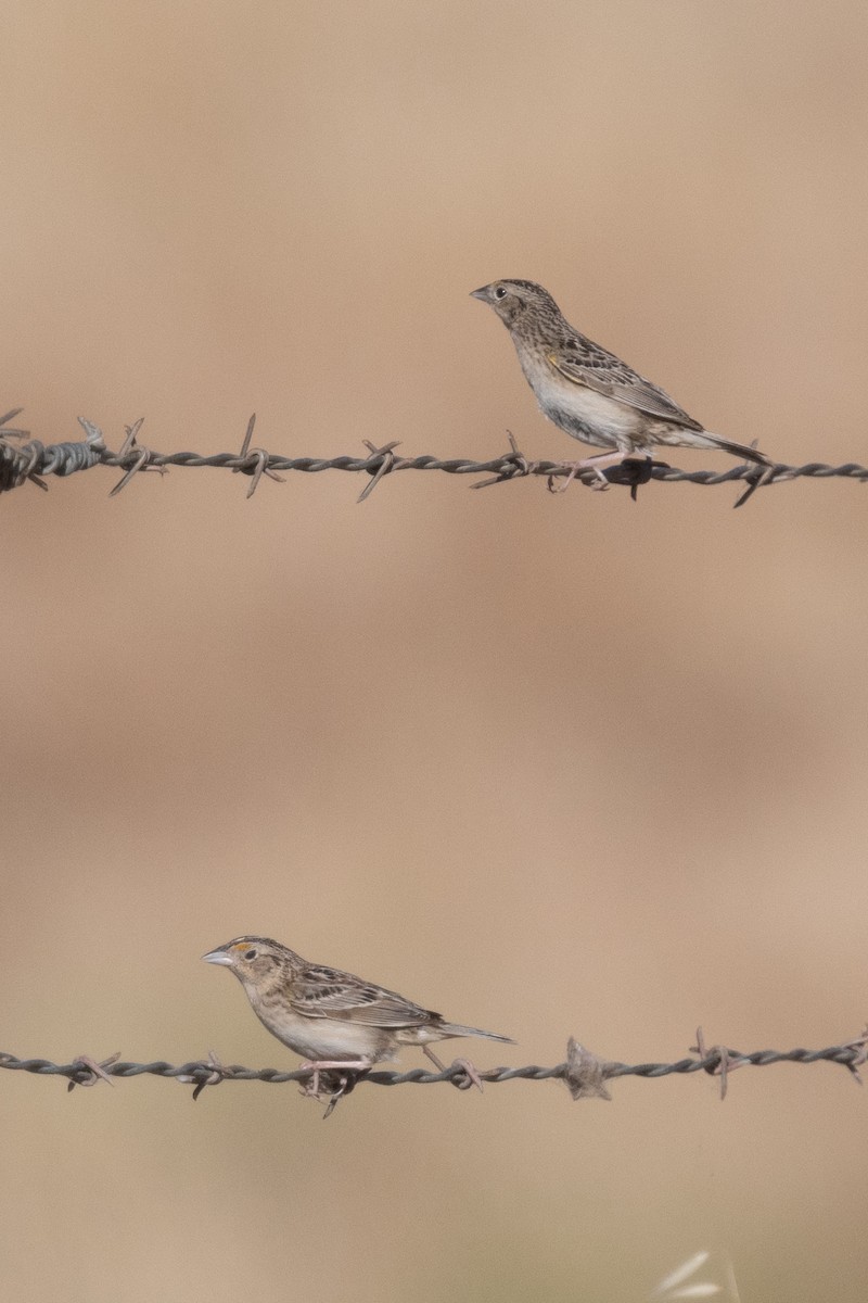 Grasshopper Sparrow - ML619702972