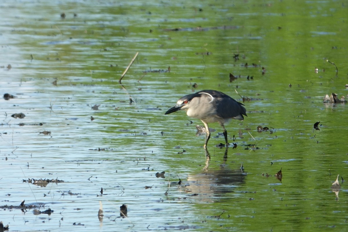 Black-crowned Night Heron - ML619702977