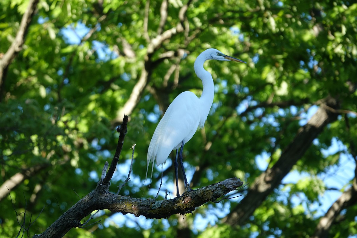 Great Egret - ML619702984