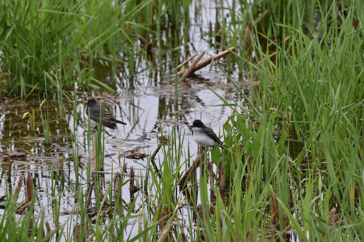 Eastern Kingbird - ML619702985