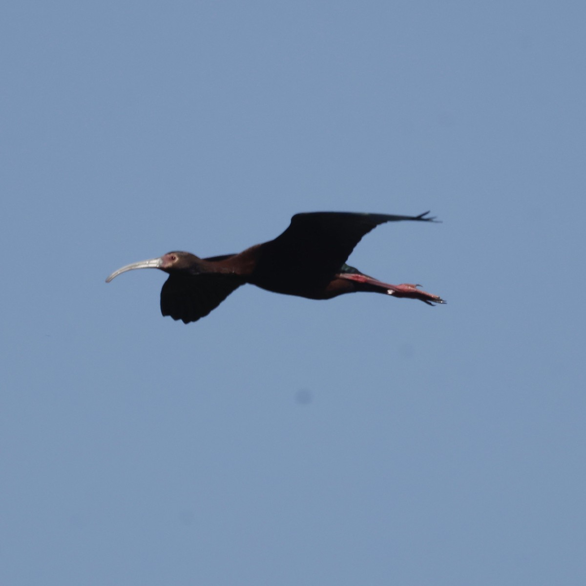 Ibis à face blanche - ML619703010