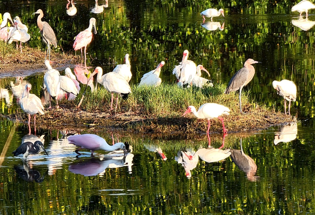 White Ibis - ML619703038