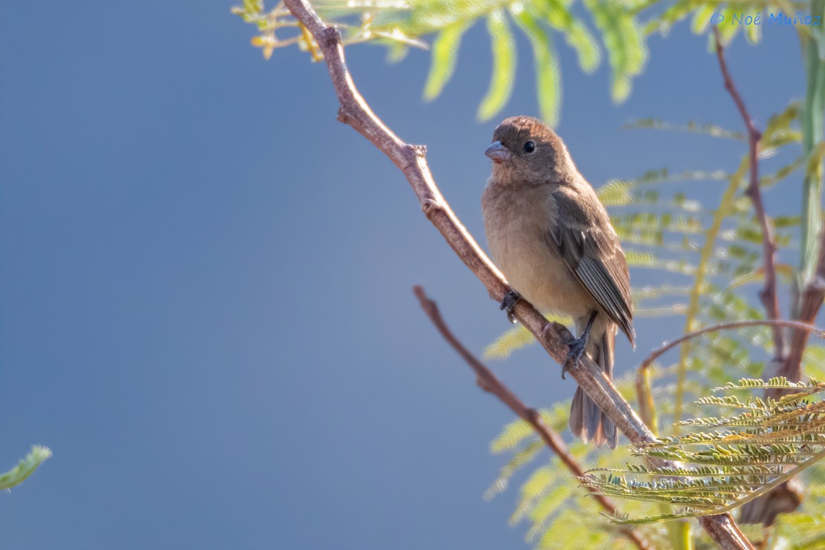 Varied Bunting - ML619703085