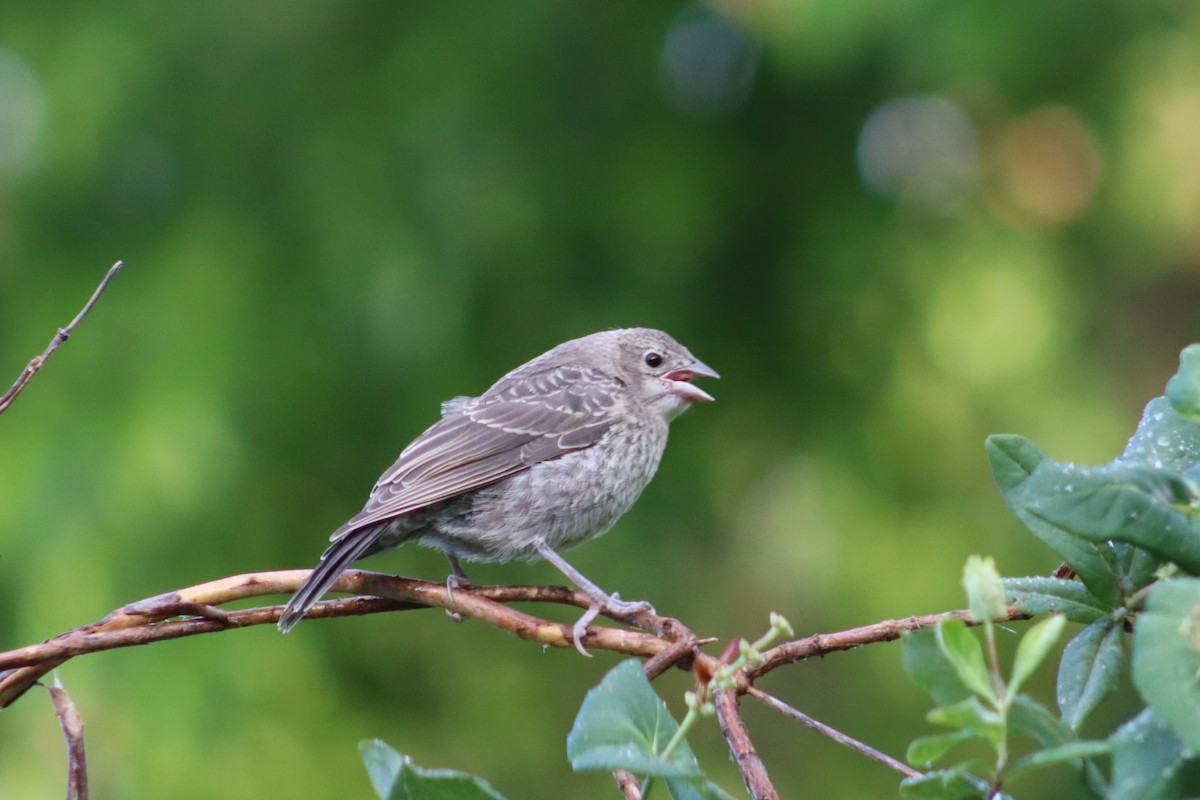 Brown-headed Cowbird - ML619703092