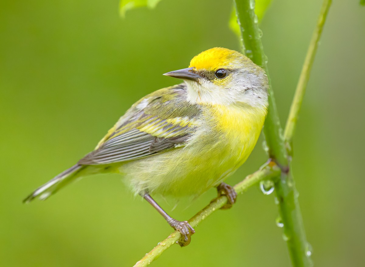 gullvingeparula x blåvingeparula (F1 hybrid) - ML619703118