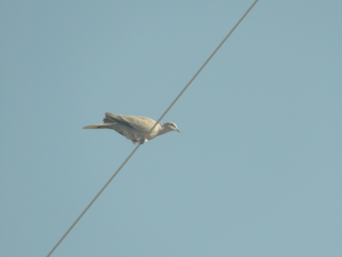 Eurasian Collared-Dove - ML619703145