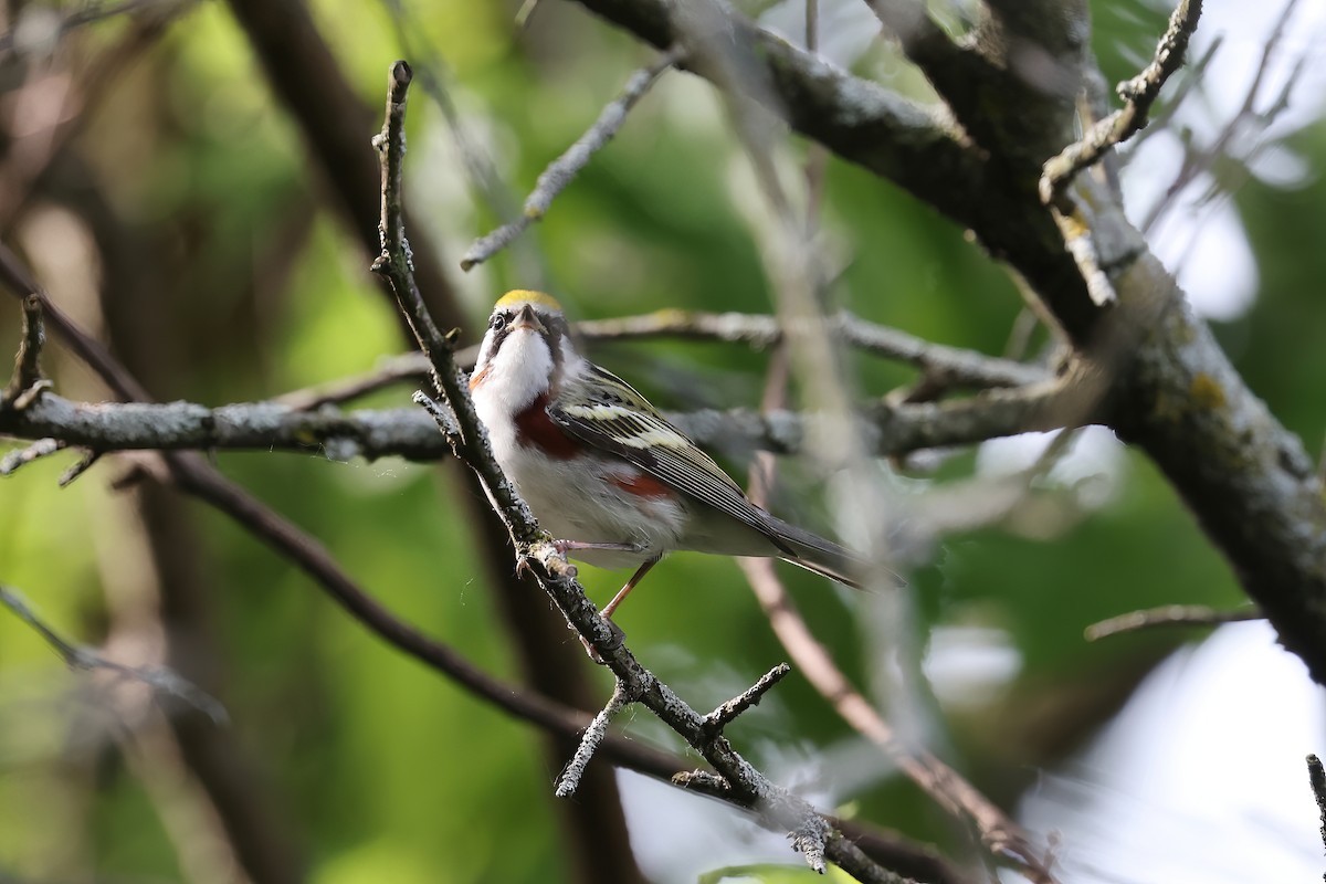 Chestnut-sided Warbler - ML619703152