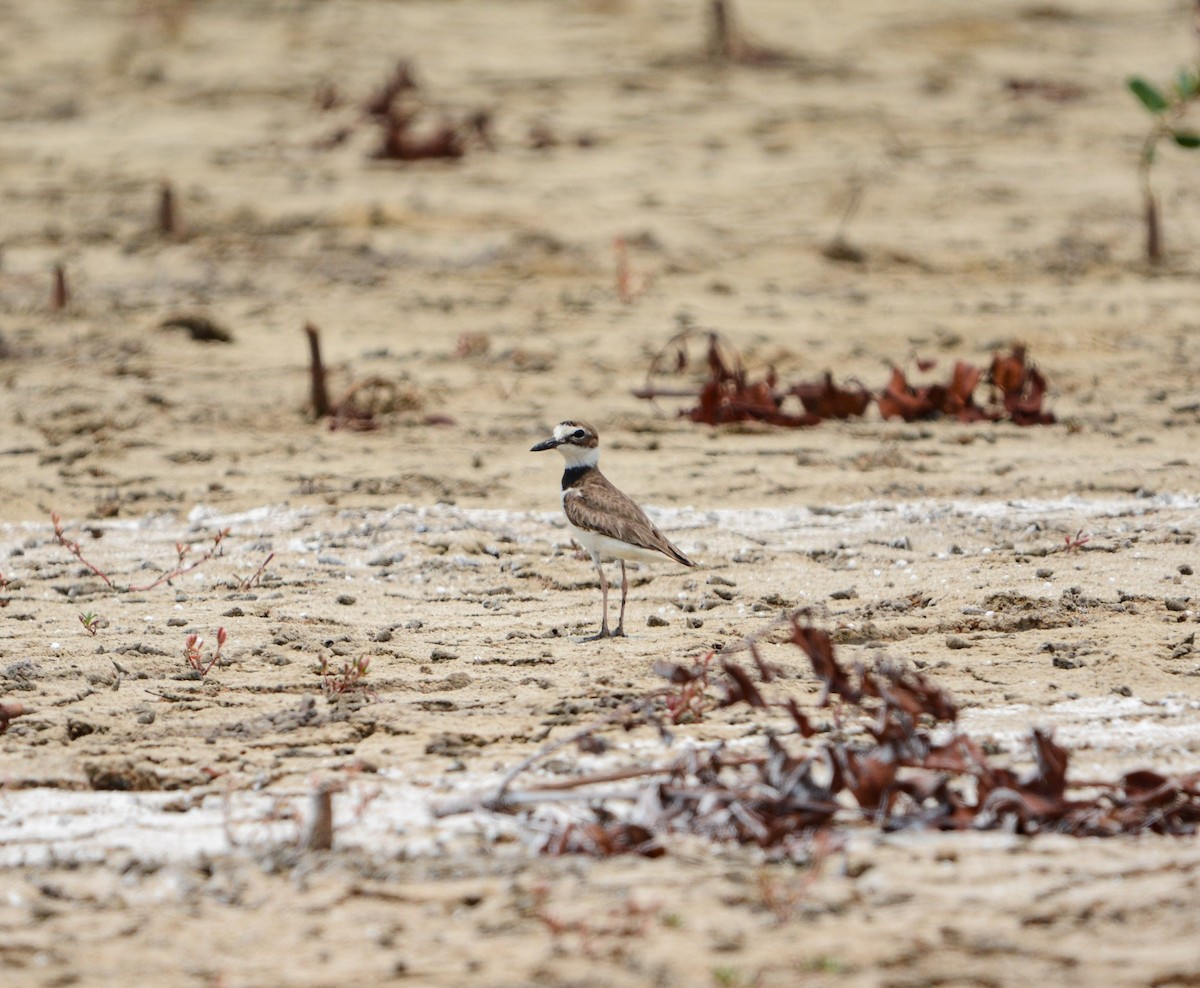 Wilson's Plover - ML619703162