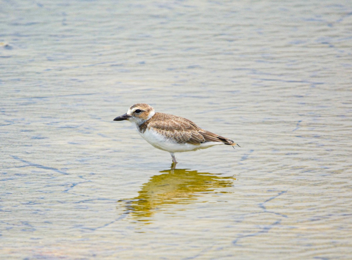 Wilson's Plover - ML619703163