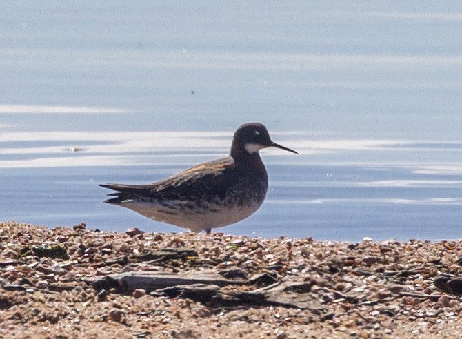 Phalarope à bec étroit - ML619703201