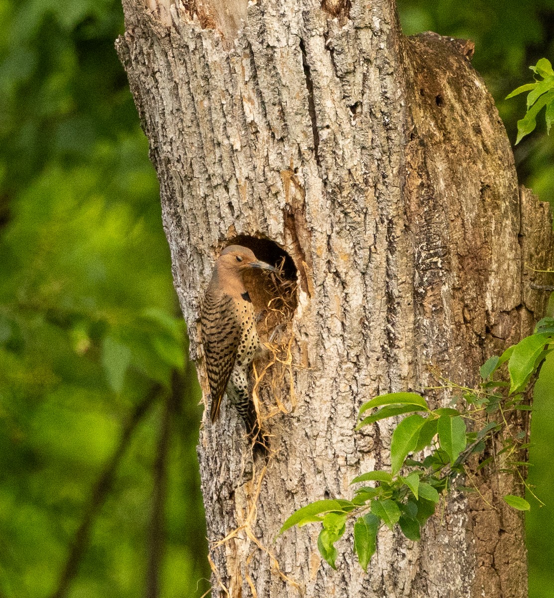 Northern Flicker - ML619703207