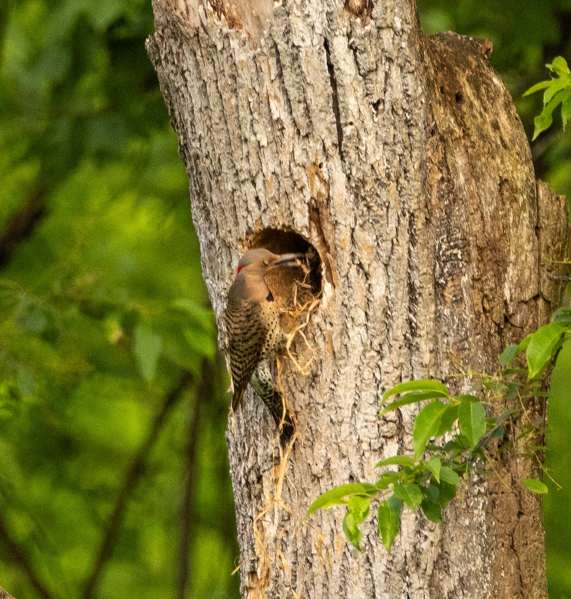 Northern Flicker - ML619703208