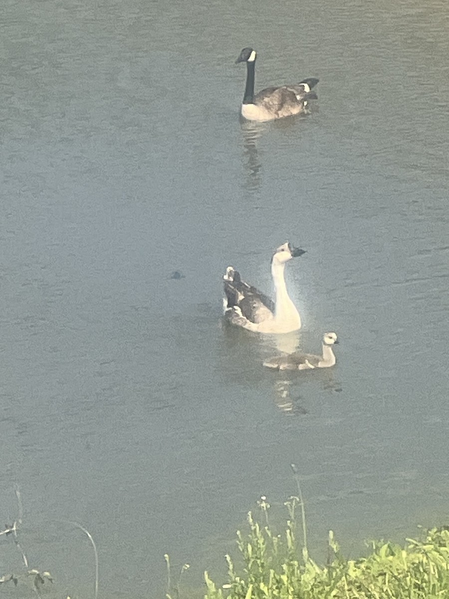 Swan Goose x Canada Goose (hybrid) - ML619703214