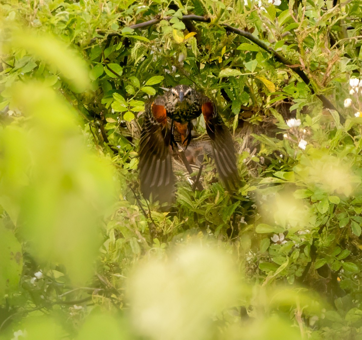 Red-winged Blackbird - ML619703227