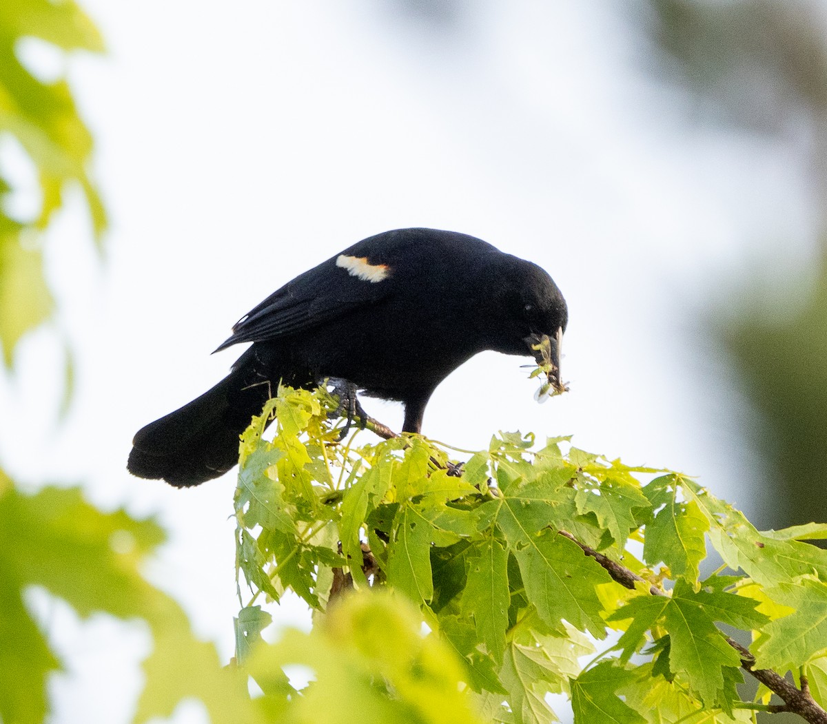 Red-winged Blackbird - ML619703228