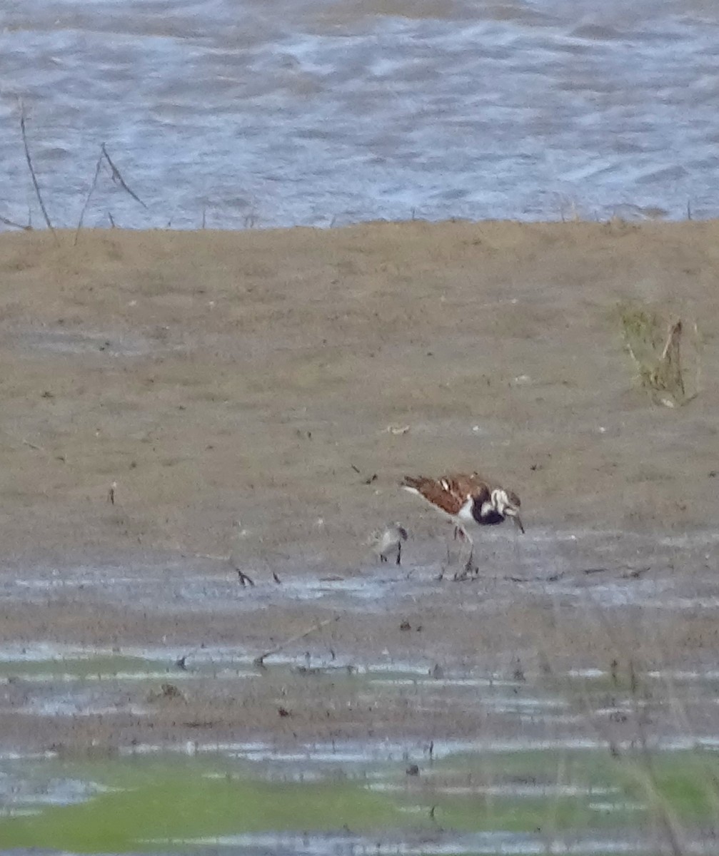 Ruddy Turnstone - ML619703238