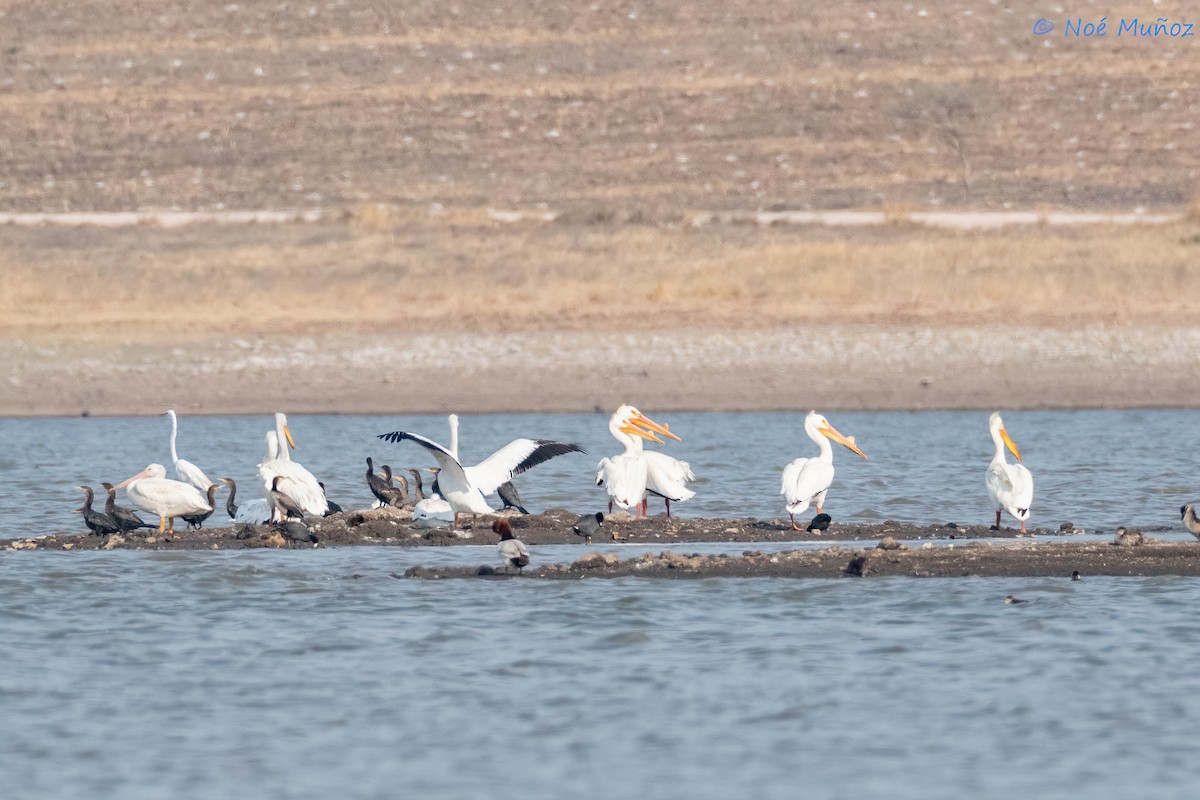 pelikán severoamerický - ML619703260
