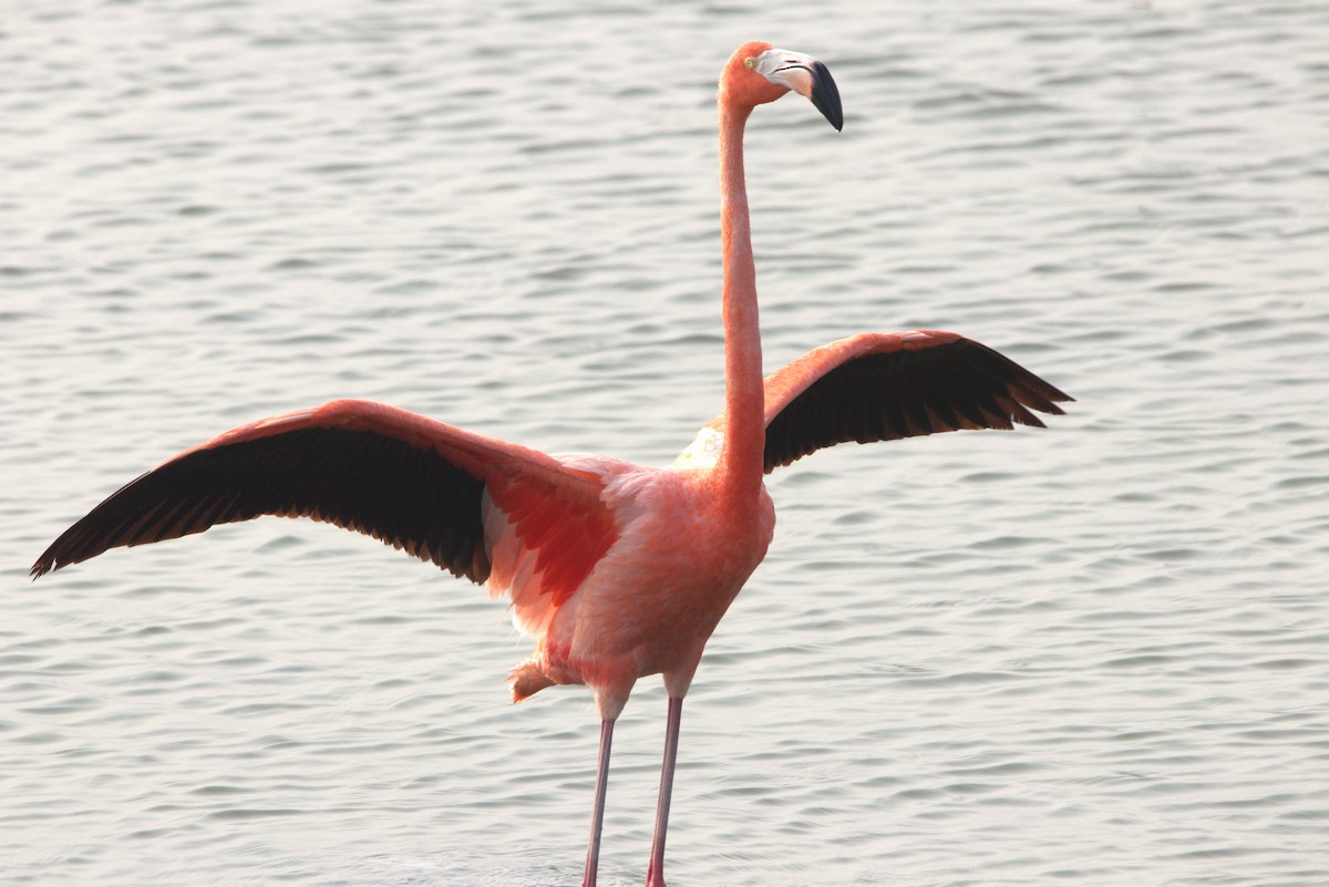 American Flamingo - ML619703276