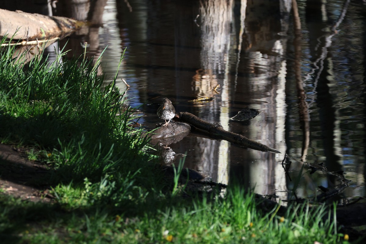 Spotted Sandpiper - ML619703309