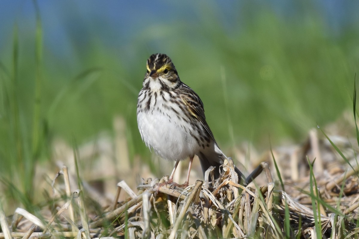 Savannah Sparrow - ML619703330