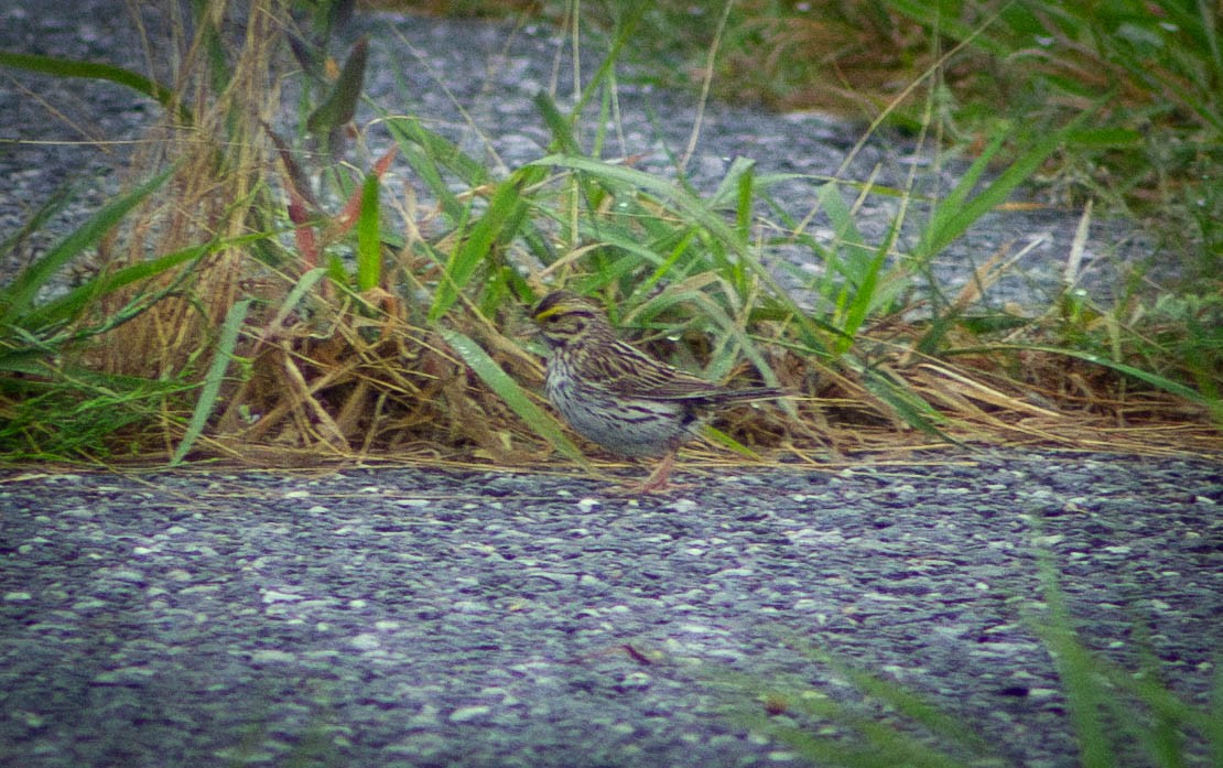 Savannah Sparrow - ML619703338