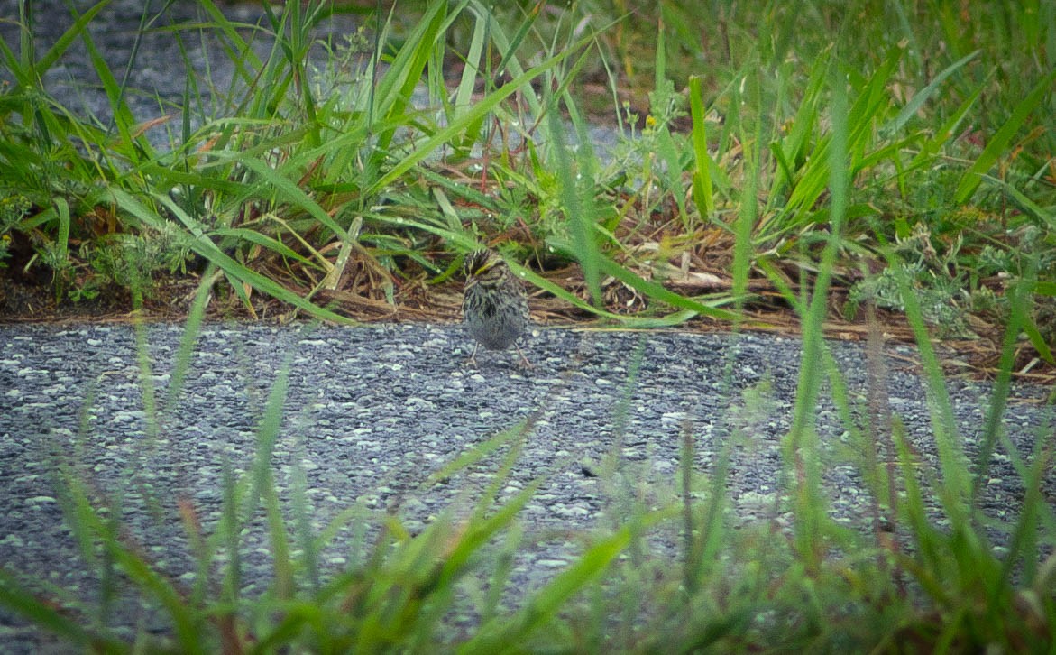 Savannah Sparrow - ML619703339