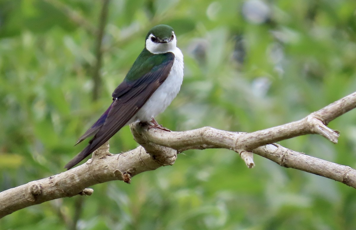 Violet-green Swallow - ML619703369