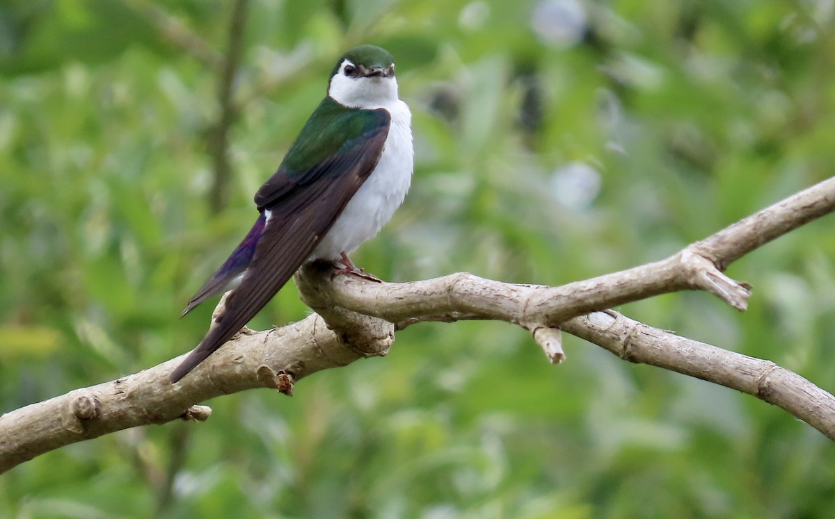 Violet-green Swallow - ML619703374